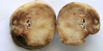 Addressing the Threat: EU Unveils Action Plan Against Potato Late Blight