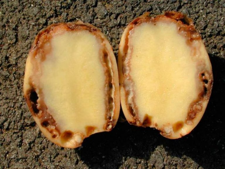In Primorye, a quarantine object was found in Chinese potatoes 42 In Primorye, a quarantine object was found in Chinese potatoes