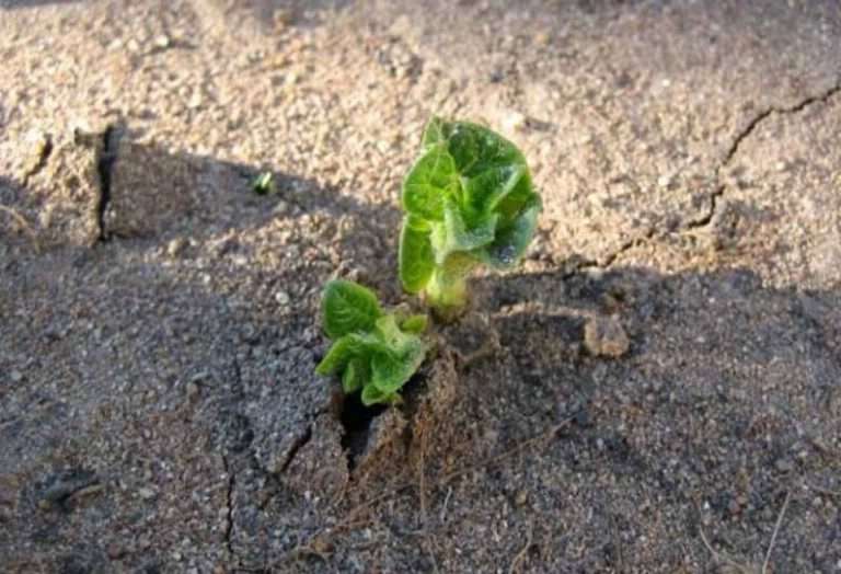 Potato growers in the south of Russia suffered the greatest damage from frosts