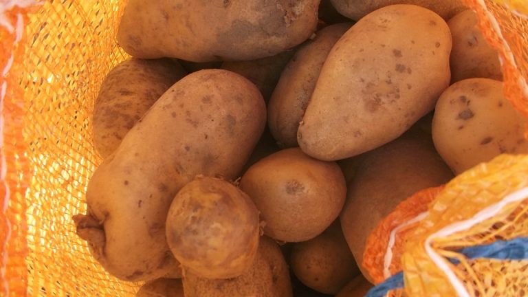 China has started mass deliveries of food potatoes to Russia 43 China has started mass deliveries of food potatoes to Russia