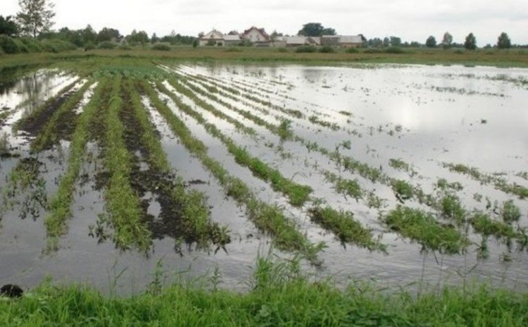 Primoryeda 7 ta kartoshka plantatsiyalari suv ostida qoldi Primoryeda kartoshka ekinlari suv ostida qoldi