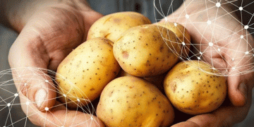 The Global Potato Market: How Climate Change is Impacting Production and Prices
