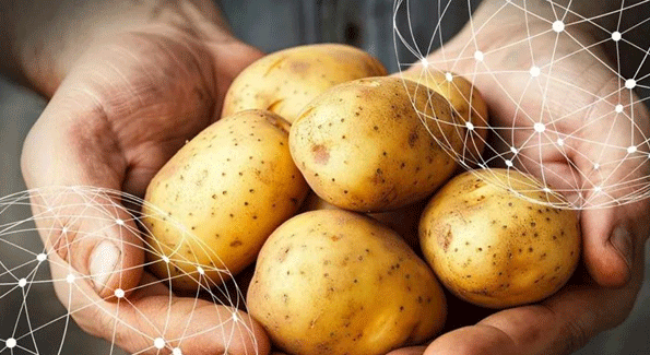 The Global Potato Market: How Climate Change is Impacting Production and Prices 21 The Global Potato Market: How Climate Change is Impacting Production and Prices