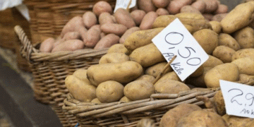 Record Highs for English White Potatoes: Mintec Benchmark Surges 87.5% Year-on-Year