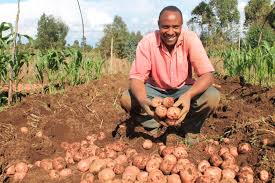 Kenyan Farmers Embrace Late Blight Resistant Potatoes for Sustainable Agriculture and Enhanced Food Security 54 Kenyan Farmers Embrace Late Blight Resistant Potatoes for Sustainable Agriculture and Enhanced Food Security