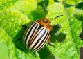 Colorado potato beetle Leptinotarsa decemlineata