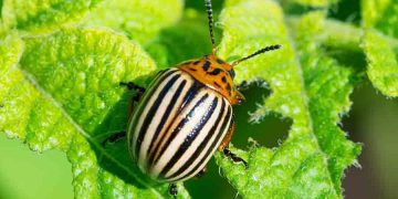 Colorado potato beetle Leptinotarsa decemlineata