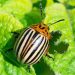 Colorado potato beetle Leptinotarsa decemlineata