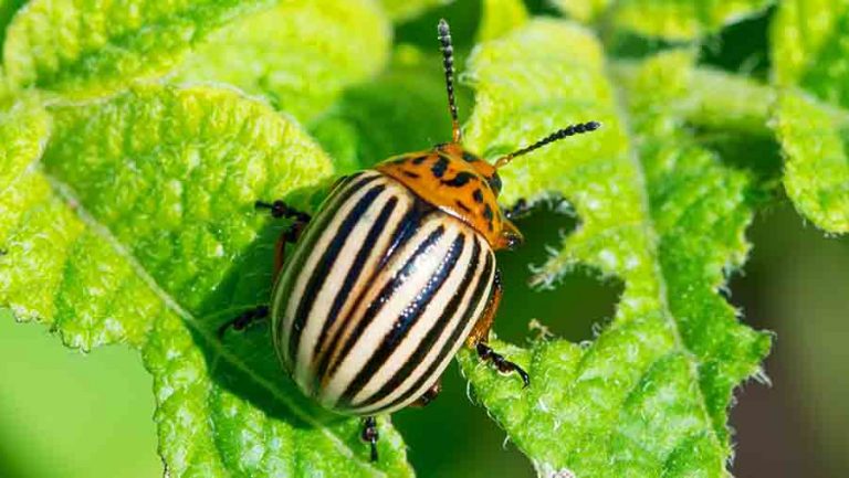 Revolutionary RNA Insecticide Targets Colorado Potato Beetles Exclusively, Saving Crops and Beneficial Insects 38 Revolutionary RNA Insecticide Targets Colorado Potato Beetles Exclusively, Saving Crops and Beneficial Insects