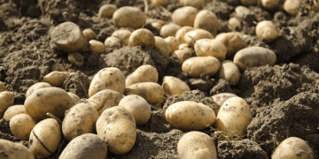 Colombia’s Continuous Quest for Agricultural Optimization