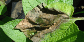 Late Blight Outbreak Hits Southwestern Ontario: Implications for Potato and Tomato Crops