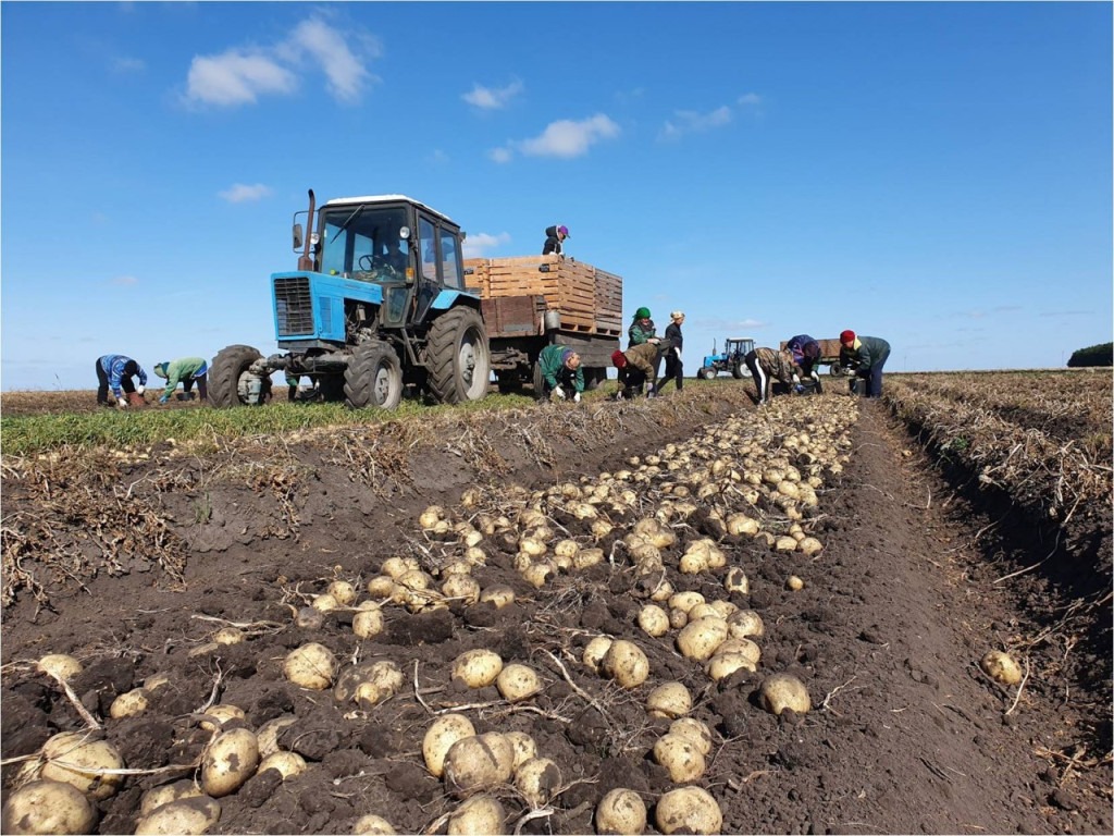 The Success Story of "Slava Kartofelyu": Innovations in Seed Potato Production 2 The Success Story of “Slava Kartofelyu”: Innovations in Seed Potato Production