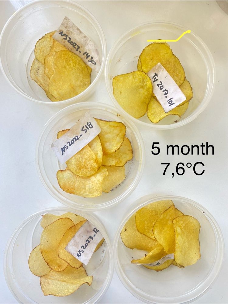Optymalne temperatury przechowywania dla ziemniaków o jakości chipsów: równoważenie zawartości cukru i kiełkowania 7 Optymalne temperatury przechowywania ziemniaków o jakości chipsów: równoważenie zawartości cukru i kiełkowania