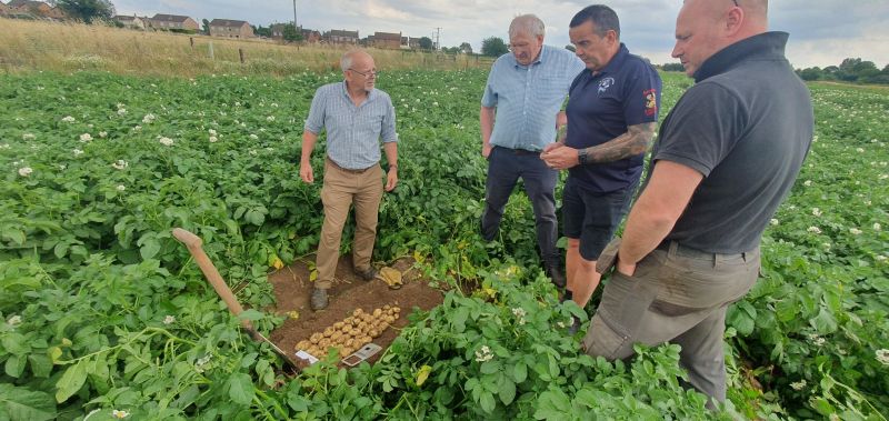 Le nuove varietà di patate sono promettenti in Inghilterra
