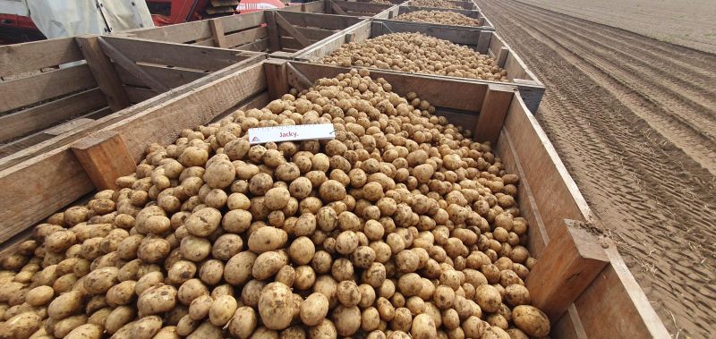 Le nuove varietà di patate sono promettenti in Inghilterra