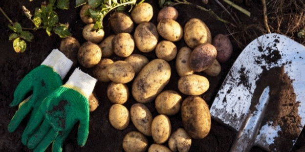 Further Delays for Belgium and the Netherlands Fresh Potato Crop 28 Further Delays for Belgium and the Netherlands Fresh Potato Crop