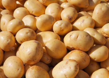 a collection of harvested potatoes from farmers