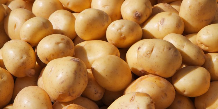 a collection of harvested potatoes from farmers