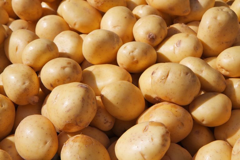 CASCADE Initiative Empowers 2,095 Female Farmers with Potato Seeds in Bauchi State, Nigeria. 84 CASCADE Initiative Empowers 2,095 Female Farmers with Potato Seeds in Bauchi State, Nigeria.