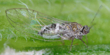 Idaho Potato Psyllid Pest Alert: Rising Threats and Mitigation Strategies