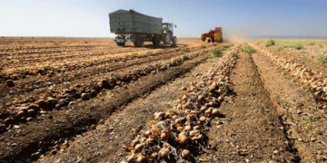 Navigating the Challenges and Opportunities in New Zealand’s Potato Industry