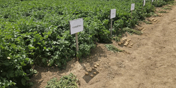 Optimism and Innovation: The Future of Potato Farming in Vysočina
