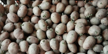 New Horizons for U.S. Seed Potatoes in Morocco: A Golden Opportunity for Farmers and Agronomists