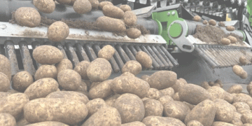 The State of Potato Cultivation in Poland for 2024: An In-Depth Look at Area Trends and Implications