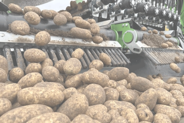 The State of Potato Cultivation in Poland for 2024: An In-Depth Look at Area Trends and Implications 48 The State of Potato Cultivation in Poland for 2024: An In-Depth Look at Area Trends and Implications