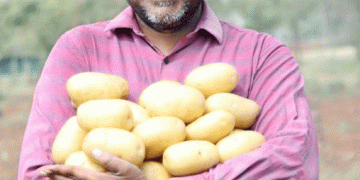 Mahindra HZPC Colomba potato fetching the highest price in Gujarat potato markets