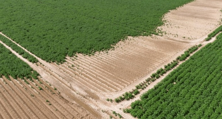 Rischi senza precedenti per i coltivatori di patate: un rapporto del NEPG