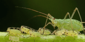 Turning the Tables: How Spike Proteins Could Stop Aphid-Transmitted Crop Viruses
