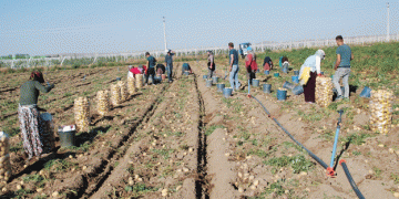 Altunhisar’s Potato Boom: A 200% Increase in Production