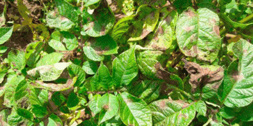 Alert: Late Blight Confirmed in St. Joseph County, Michigan – What Farmers Need to Know