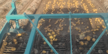Accelerated Harvest in Spain: Demand Pressure Drives Early Potato Crops