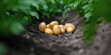 European Potato Market Faces Supply Crunch Amid Soaring Demand