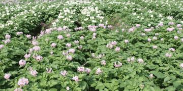 Get Ready for the 2024 Maine Potato Blossom Festival: A Celebration of Agriculture and Community