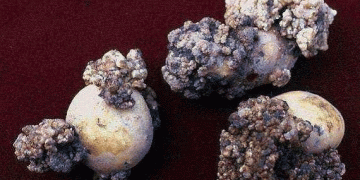 Protecting America’s Potato Crops: Senators Urge USDA to Take Action Against Potato Wart