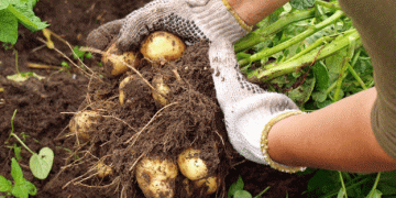 Battling Late Blight: The Growing Threat and Strategic Responses for Potato Farmers