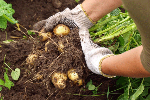 Battling Late Blight: The Growing Threat and Strategic Responses for Potato Farmers 24 Battling Late Blight: The Growing Threat and Strategic Responses for Potato Farmers