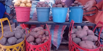 How Heavy Rainfall in Chimborazo is Shaping Potato Prices in Riobamba: Challenges and Solutions