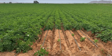 Drip Irrigation: A Sustainable Solution for Potato Cultivation’s Environmental Challenges