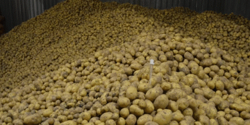 Idaho Potato Commission Secures Millions for Surplus Potato Purchase