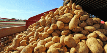 Global Potato Production: China Leads, U.S. Holds Fifth Place