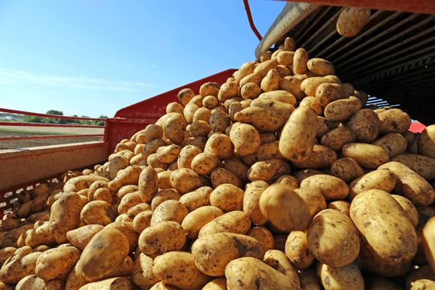 Global Potato Production: China Leads, U.S. Holds Fifth Place 19 Global Potato Production: China Leads, U.S. Holds Fifth Place