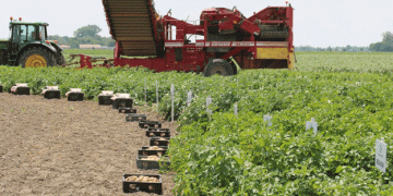 The Future of Potato Farming in Slovakia: Challenges, Opportunities, and the Road to Self-Sufficiency