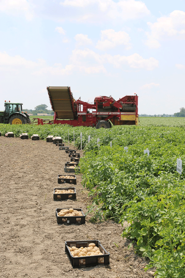 The Future of Potato Farming in Slovakia: Challenges, Opportunities, and the Road to Self-Sufficiency 49 The Future of Potato Farming in Slovakia: Challenges, Opportunities, and the Road to Self-Sufficiency