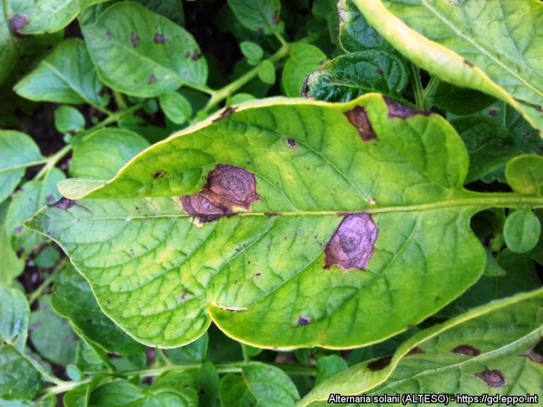 Alternaria diseases on potato and tomato 23 Alternaria diseases on potato and tomato