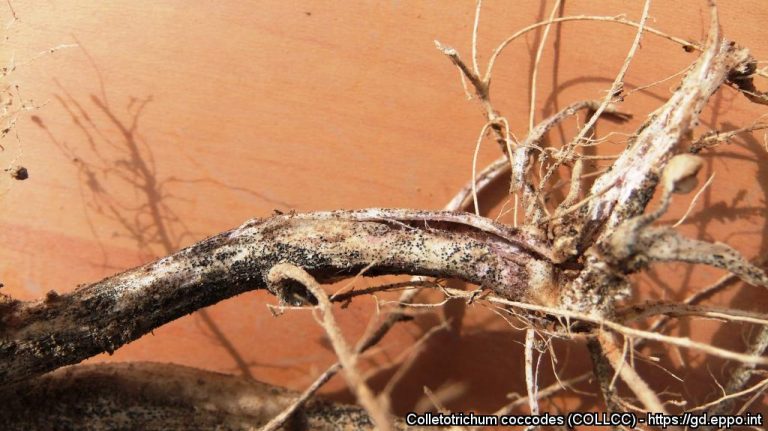 Soilborne diseases of potatoes: black dot of potatoes 40 Soilborne diseases of potatoes: black dot of potatoes