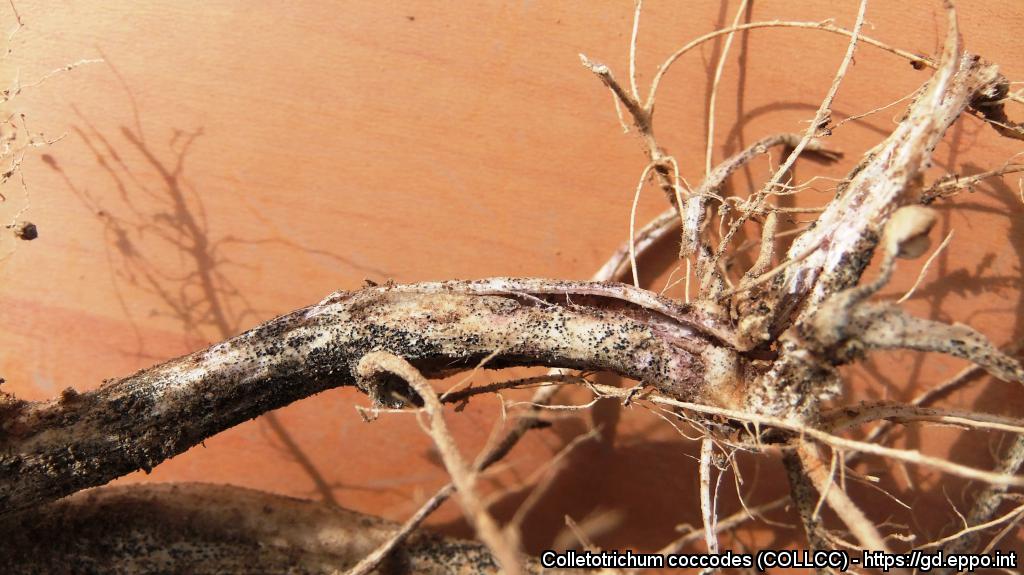 Soilborne diseases of potatoes: black dot of potatoes